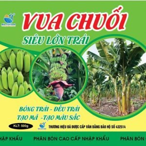 VUA CHUỐI - SIÊU LỚN TRÁI